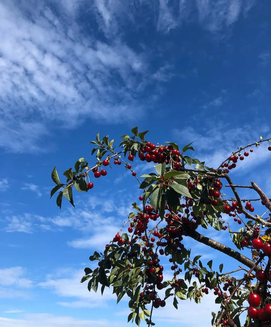 Kirschbaum auf dem Hardtberg in Königstein.